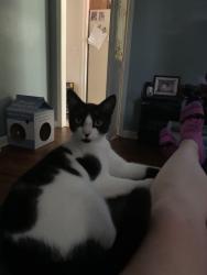 Lost Male Cat last seen Fairmont Dr, Leitner rd, Columbia, SC 29209