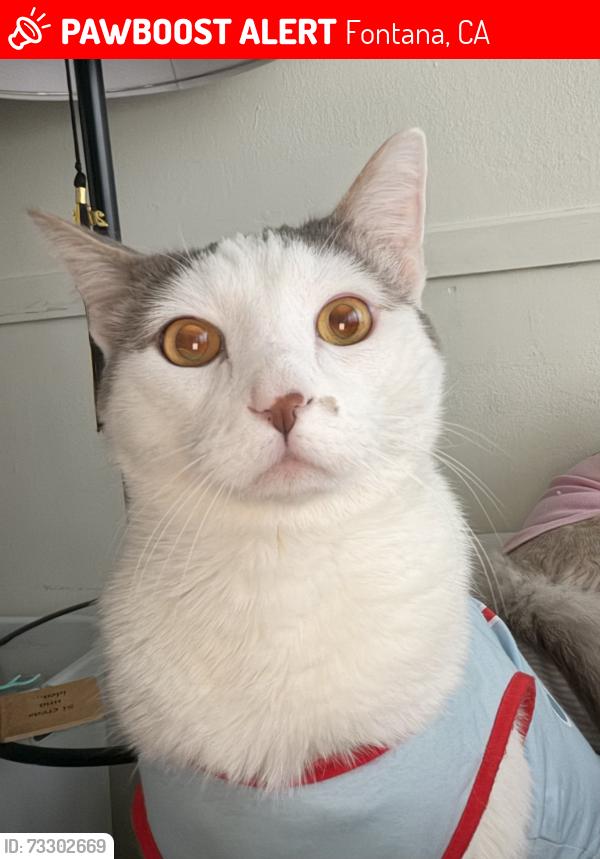 Lost Male Cat last seen Jurupa Ave. /pacific Ave., Fontana, CA 92337