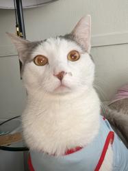 Lost Male Cat last seen Jurupa Ave. /pacific Ave., Fontana, CA 92337