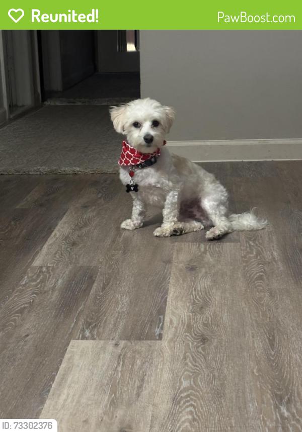 Reunited Male Dog last seen Near Tavern 41. Reservoir Street, Peoria, IL 61615