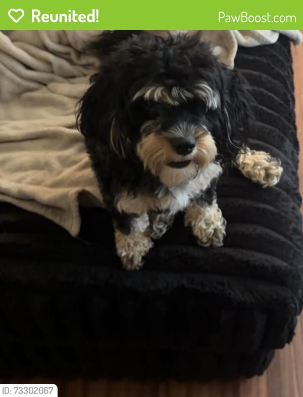 Reunited Female Dog last seen Nebraska Ave & Miami, St. Louis, MO 63118