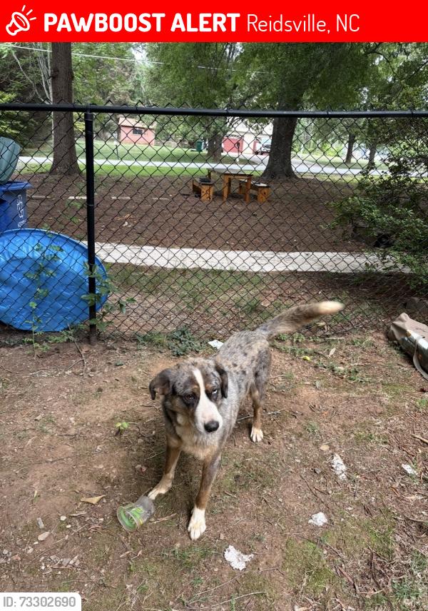 Lost Male Dog last seen Salem church road, Reidsville, NC 27320