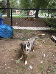 Lost Male Dog last seen Salem church road, Reidsville, NC 27320