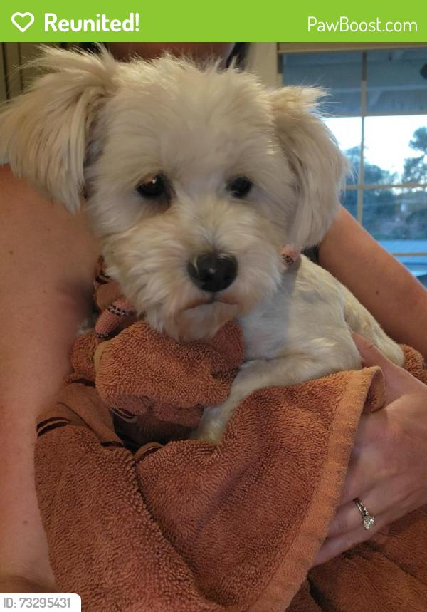 Reunited Male Dog last seen Haverhill rd, El Cajon, CA 92020
