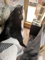 Lost Male Cat last seen Wicklow and donegal, Cincinnati, OH 45236