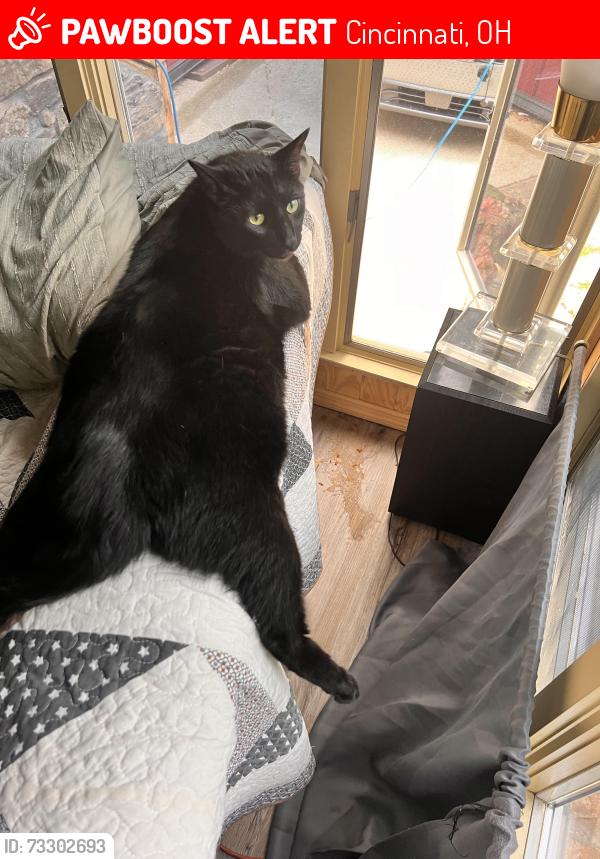 Lost Male Cat last seen Wicklow and donegal, Cincinnati, OH 45236