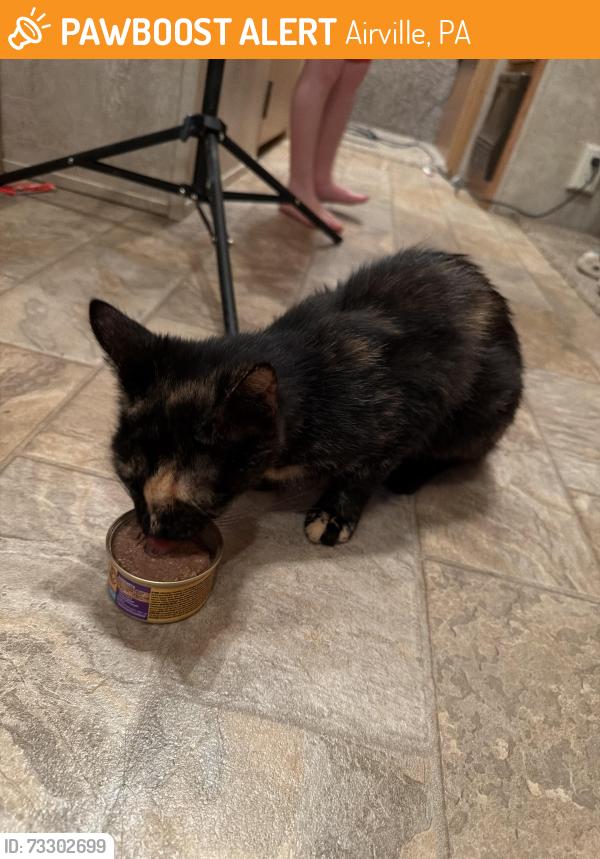 Found/Stray Female Cat last seen Delta road, Airville, PA 17302