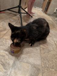 Found/Stray Female Cat last seen Delta road, Airville, PA 17302