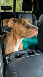 Found/Stray Female Dog last seen Circle K and Parks Rd, Callahan, FL 32011