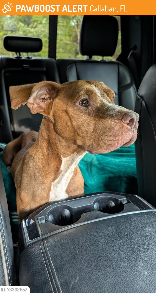 Found/Stray Female Dog last seen Circle K and Parks Rd, Callahan, FL 32011