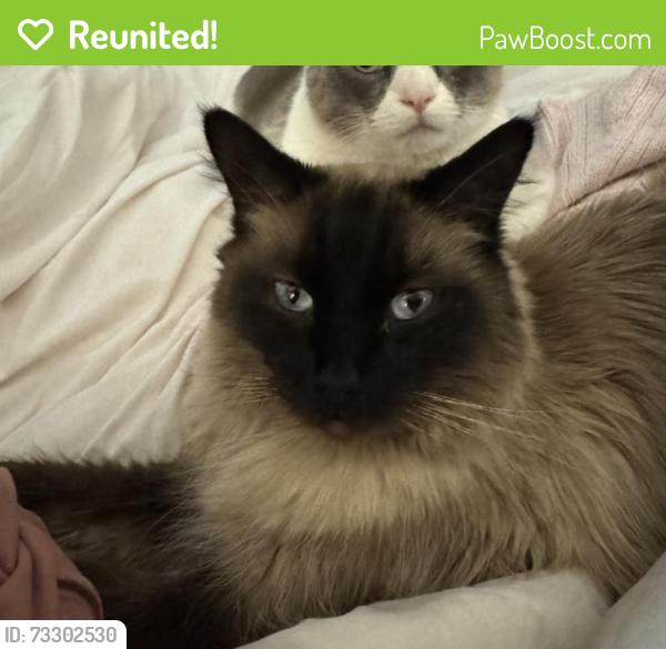 Reunited Male Cat last seen Grand Prairie tot park, Joliet, IL 60431