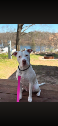 Lost Female Dog last seen Manning Lake Road, Delton, MI, Barry County, MI 49060