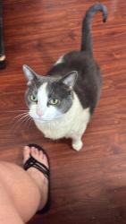 Lost Female Cat last seen Bobo Dr., Thomasville, NC 27360