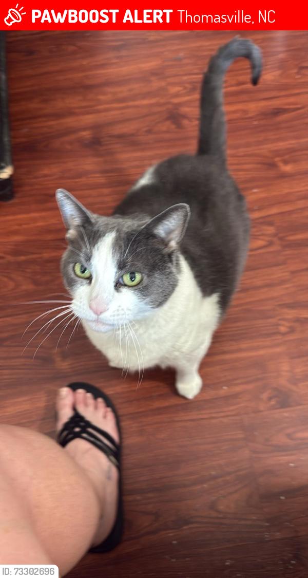 Lost Female Cat last seen Bobo Dr., Thomasville, NC 27360