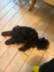 Reunited Male Dog last seen Brookhaven apmts, Memphis, TN 38115