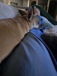 Reunited Female Dog last seen Kallison Ranch- Culebra and Kallison Bend, San Antonio, TX 78254