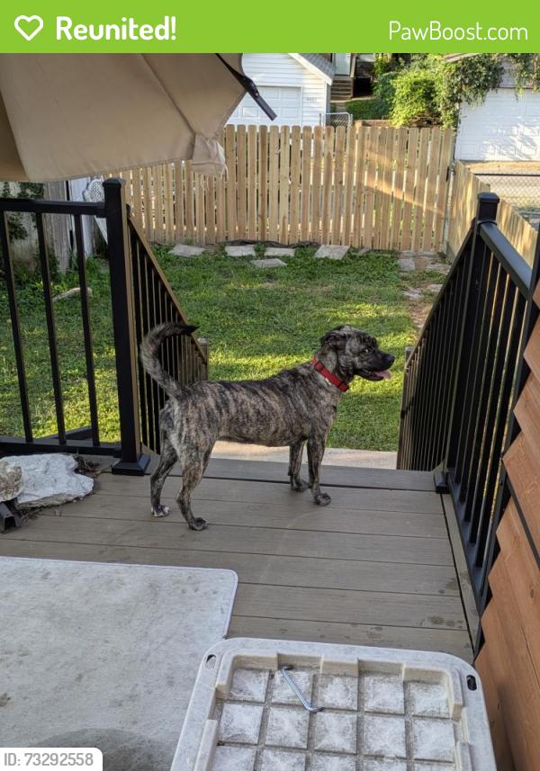 Reunited Female Dog last seen Delor and Ridgewood, St. Louis, MO 63116