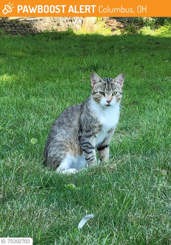 Found/Stray Male Cat last seen The Glen; Smiley and Dublin Roads, Columbus, OH 43221