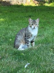 Found/Stray Male Cat last seen The Glen; Smiley and Dublin Roads, Columbus, OH 43221