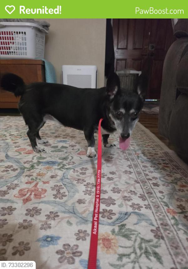 Reunited Female Dog last seen Roble way, Foothill Farms, CA 95842