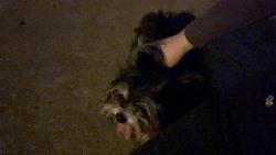 Found/Stray Unknown Dog last seen Westborough neighborhood, Edmond, OK 73003