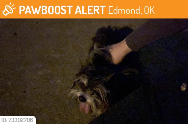 Found/Stray Unknown Dog last seen Westborough neighborhood, Edmond, OK 73003
