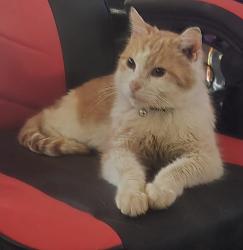 Reunited Female Cat last seen Old dover, Clarksville, TN 37042