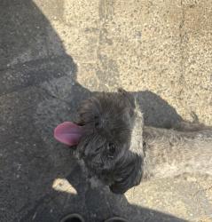 Found/Stray Male Dog last seen Divisadero st, Visalia, CA 93277