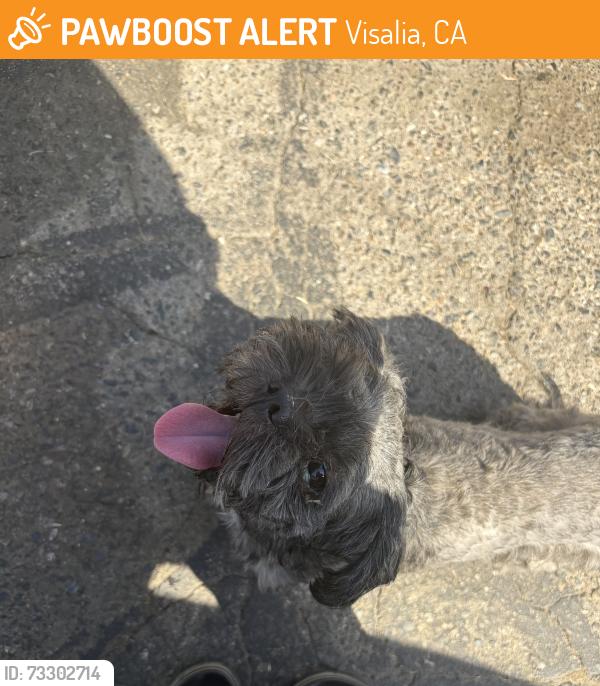 Found/Stray Male Dog last seen Divisadero st, Visalia, CA 93277