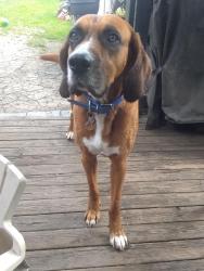 Reunited Male Dog last seen Mimico, Toronto, ON 
