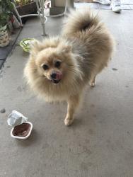 Found/Stray Male Dog last seen Apple Ave, Greenfield, CA 93927