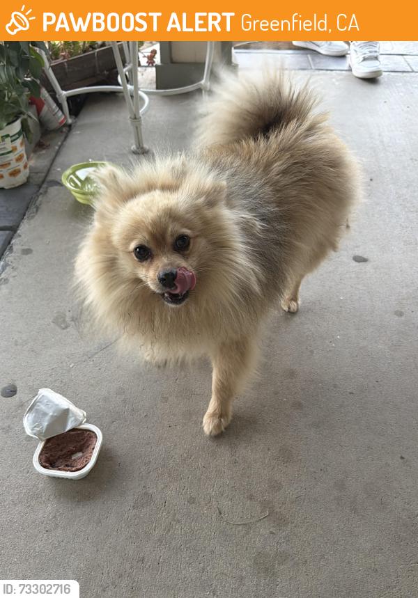 Found/Stray Male Dog last seen Apple Ave, Greenfield, CA 93927