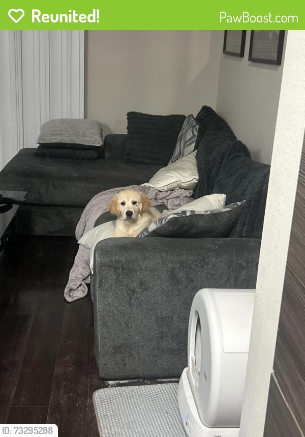 Reunited Female Dog last seen 3rd avenue south, St. Petersburg, FL 33701