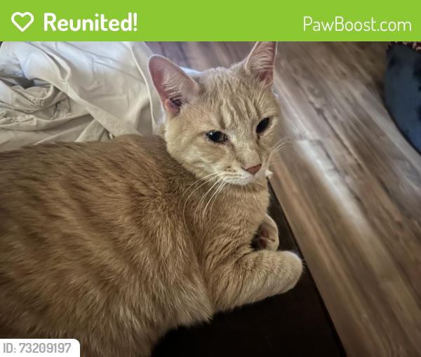 Reunited Male Cat last seen Mission drive and echo lane, Solvang, CA 93463