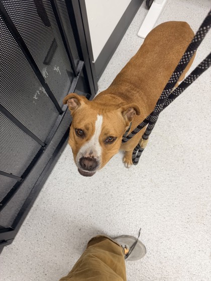 Shelter Stray Unknown Dog last seen Near Peralta St, Oakland, CA, 1101 29th Ave, Oakland, CA 94601, USA