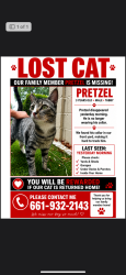 Lost Male Cat last seen McGee, Bakersfield, CA 93307