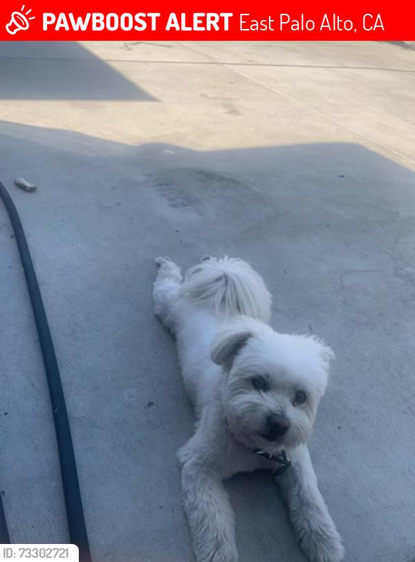 Lost Male Dog last seen Univerity ave, East Palo Alto, CA 94303