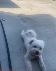 Lost Male Dog last seen Univerity ave, East Palo Alto, CA 94303