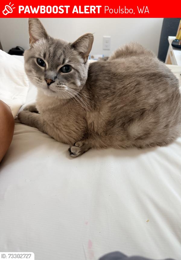 Lost Male Cat last seen Noll & Hostmark, Poulsbo, WA 98370