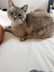 Lost Male Cat last seen Noll & Hostmark, Poulsbo, WA 98370