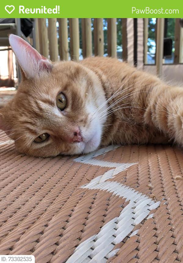 Reunited Male Cat last seen Yorktown rd, North Kingstown, RI 02852