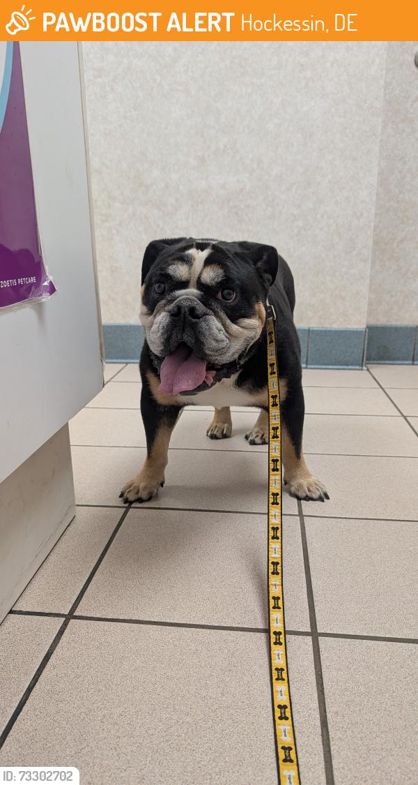 Found/Stray Male Dog last seen Brackenville Rd and Old Wilmington Rd, Hockessin, DE 19707