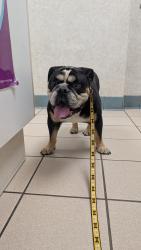 Found/Stray Male Dog last seen Brackenville Rd and Old Wilmington Rd, Hockessin, DE 19707