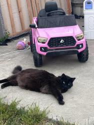 Lost Male Cat last seen 55th Ave, Oakland, CA 94619