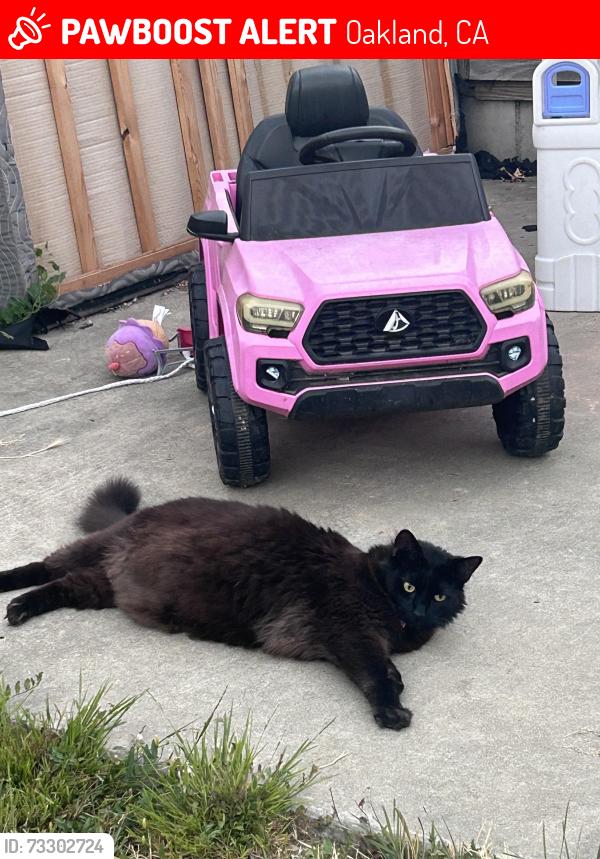 Lost Male Cat last seen 55th Ave, Oakland, CA 94619