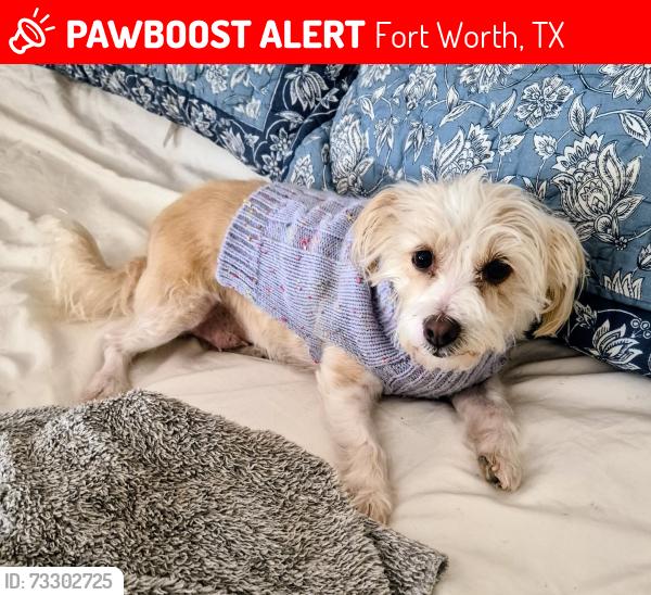 Lost Female Dog last seen Hulen, Fort Worth, TX 76132