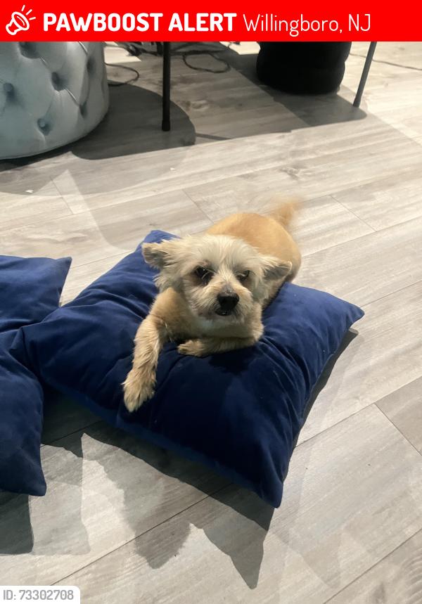 Lost Male Dog last seen Bradford Lane and Brooklawn Drive near the school, Willingboro, NJ 08046