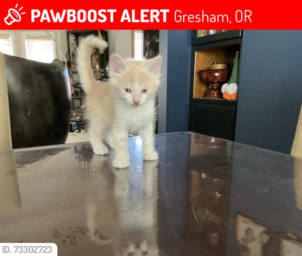 Lost Male Cat last seen SW 15th st gresham, Gresham, OR 97080