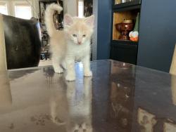 Lost Male Cat last seen SW 15th st gresham, Gresham, OR 97080