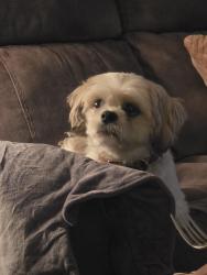 Reunited Male Dog last seen Candelaria and Rio grande., Albuquerque, NM 87107